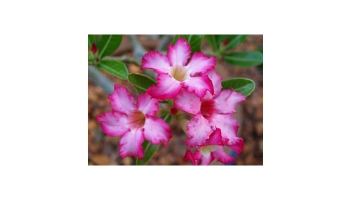 Broome Beach Resort poza 10