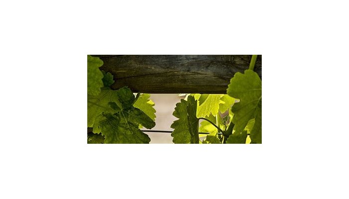 Hotel Cape Lodge poza 5